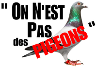 On n'est pas des pigeons